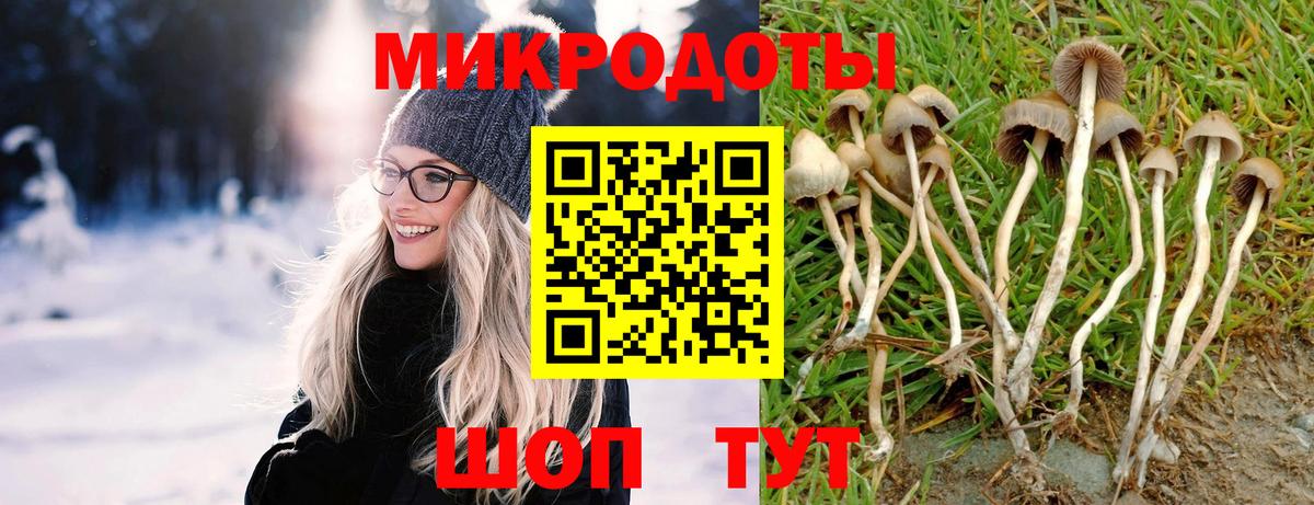 Псилоцибиновые грибы Cubensis Таганрог